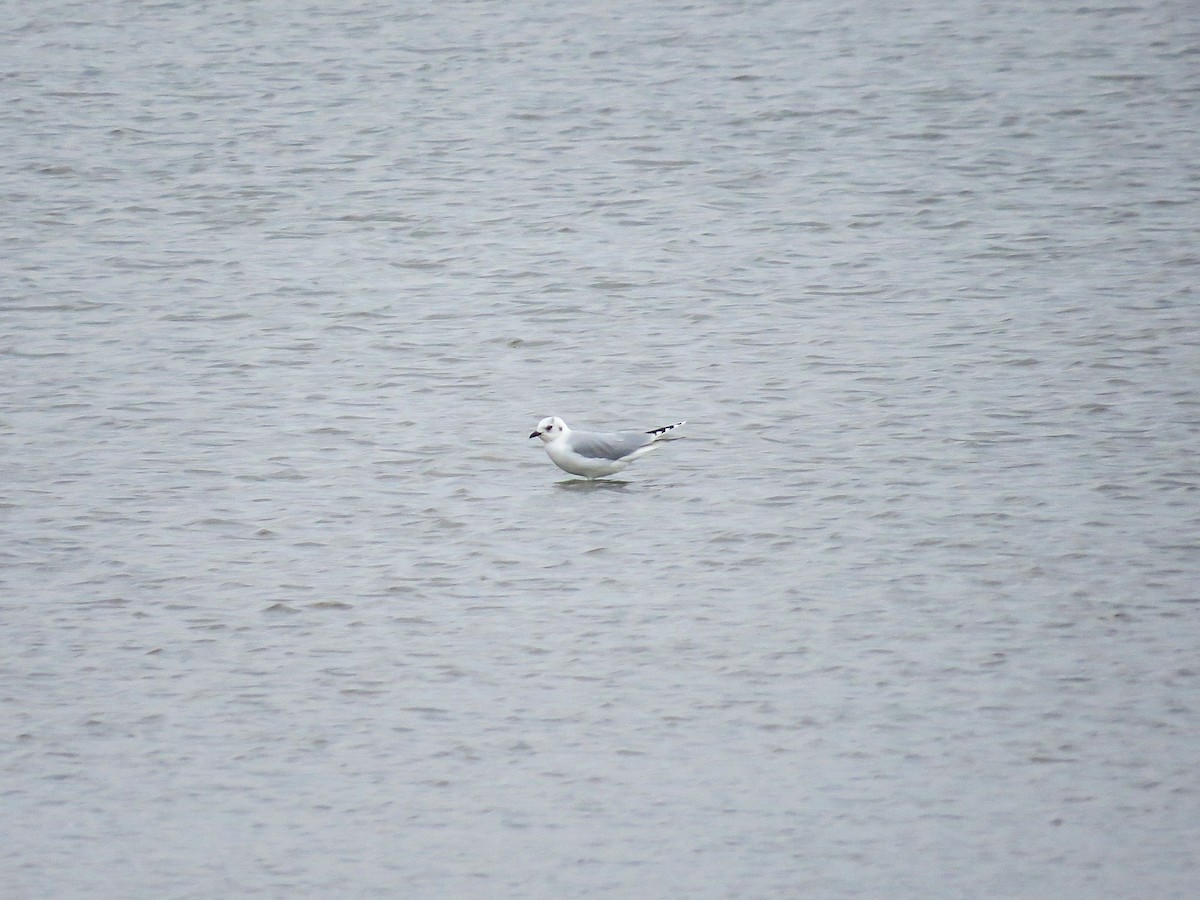 Saunders's Gull - ML612922279