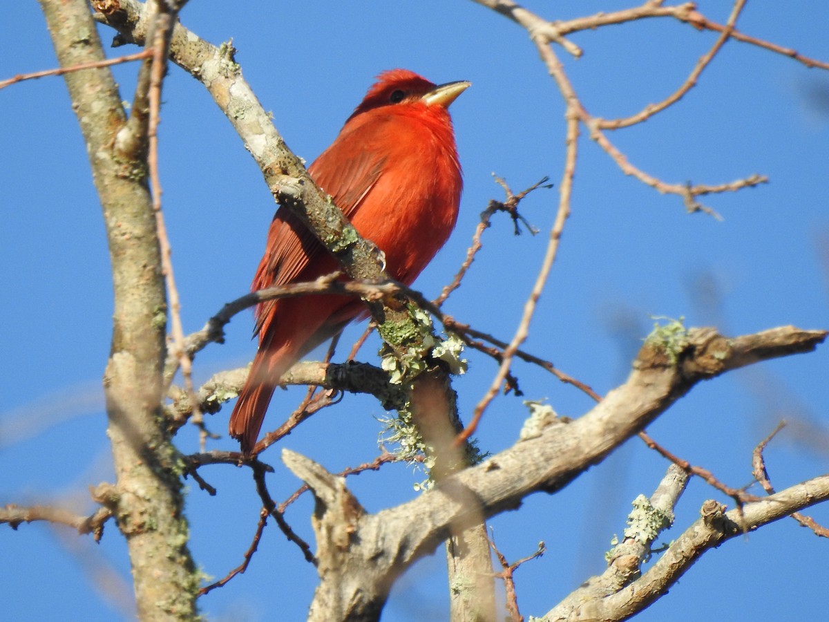 Summer Tanager - Patricia Bazany