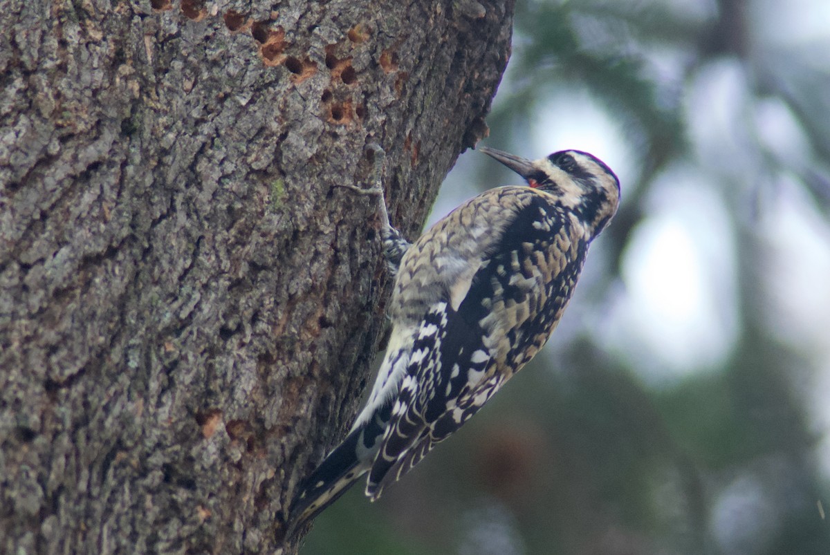 Yellow-bellied Sapsucker - ML612922356