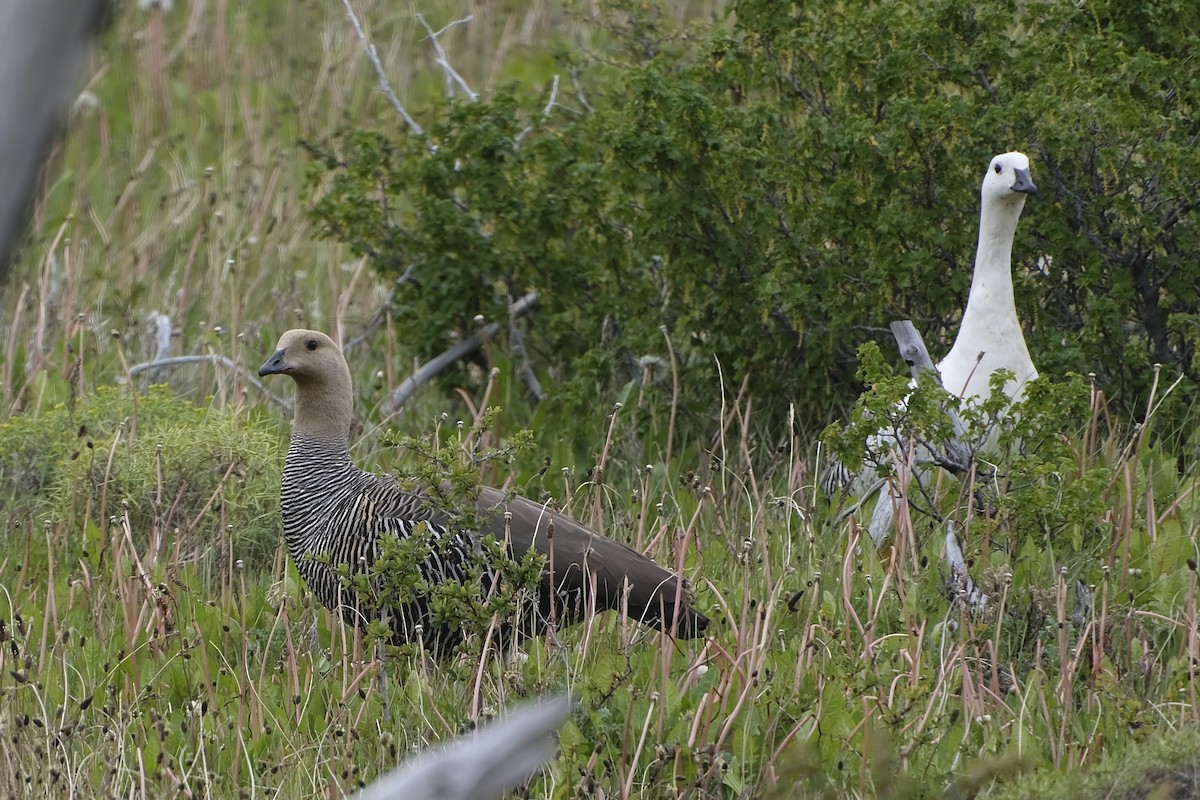 Upland Goose (White-breasted) - ML612922384