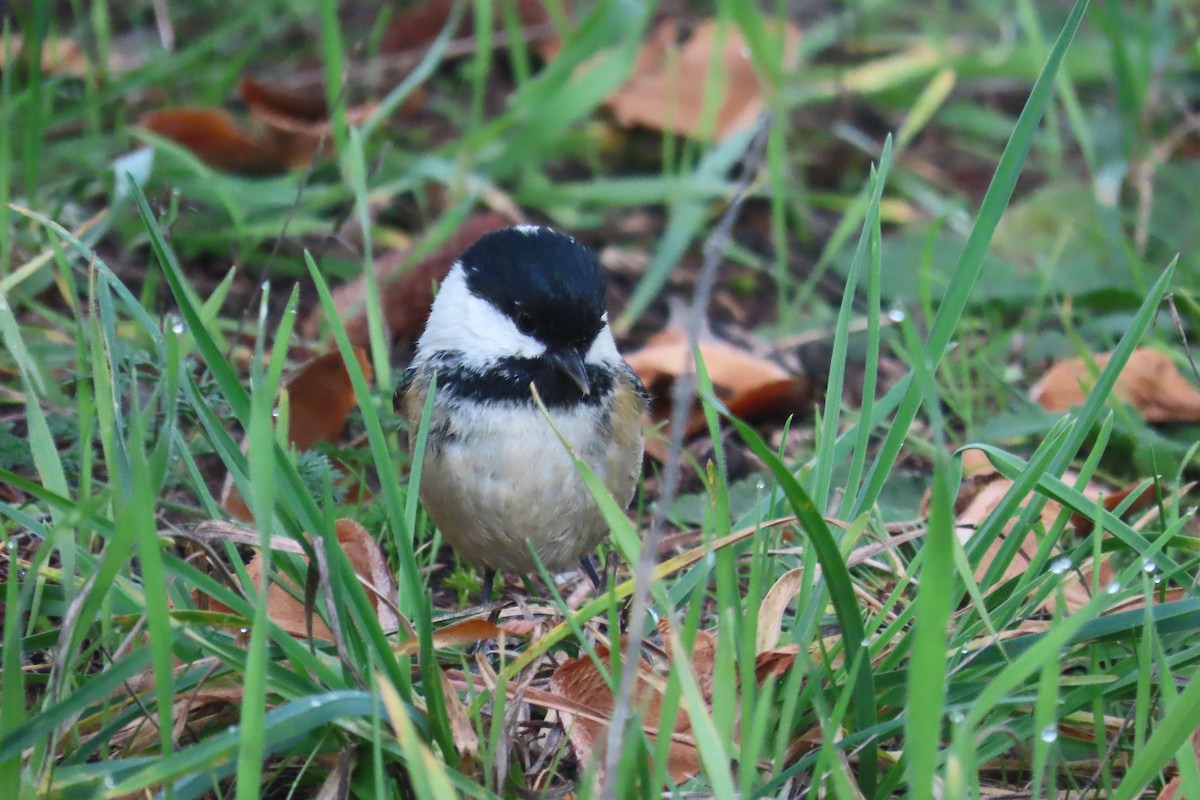 Mésange noire - ML612922395