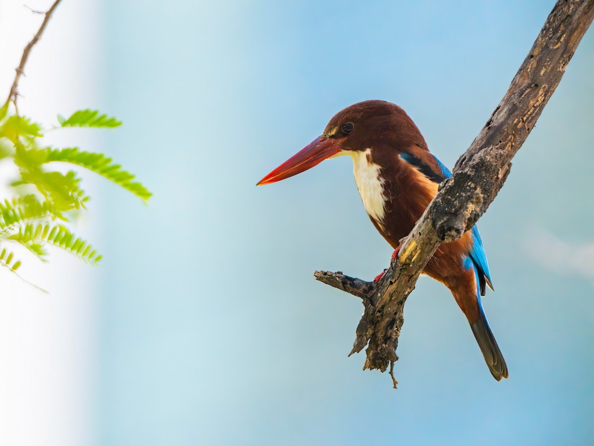 White-throated Kingfisher - ML612922403