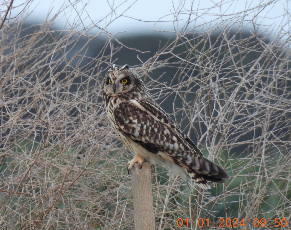 Short-eared Owl - ML612922404