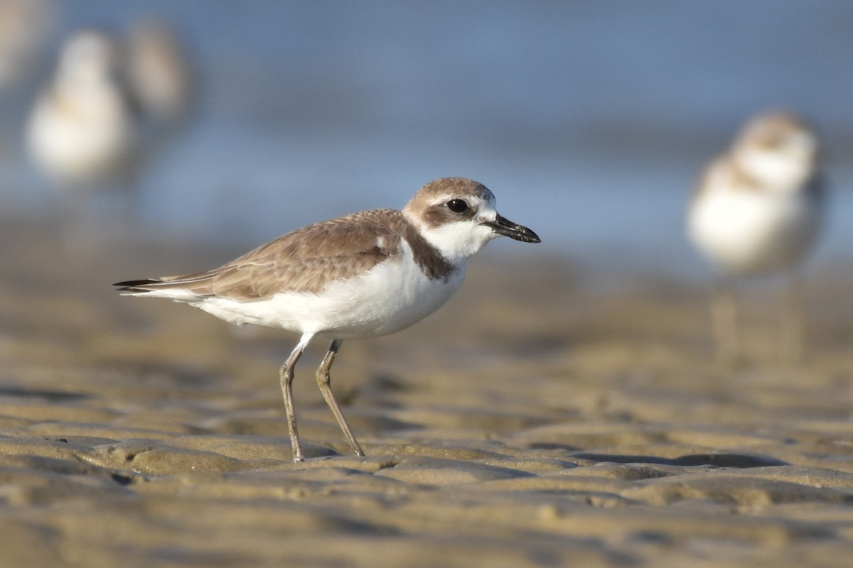 Greater Sand-Plover - ML612922412