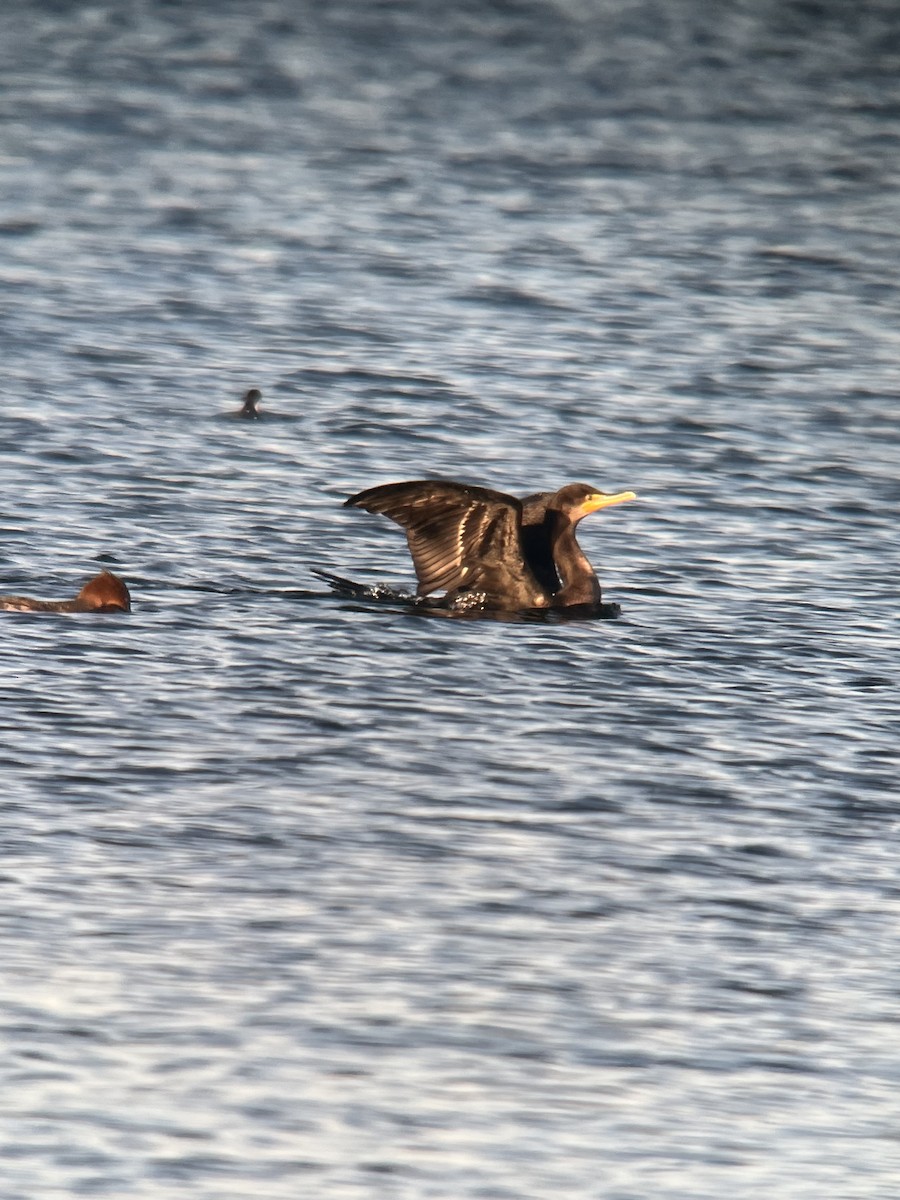 Double-crested Cormorant - ML612922478