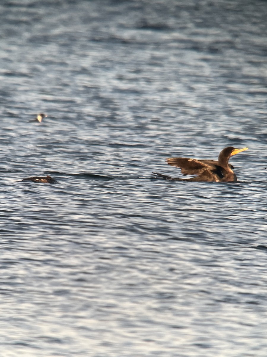 Double-crested Cormorant - ML612922480