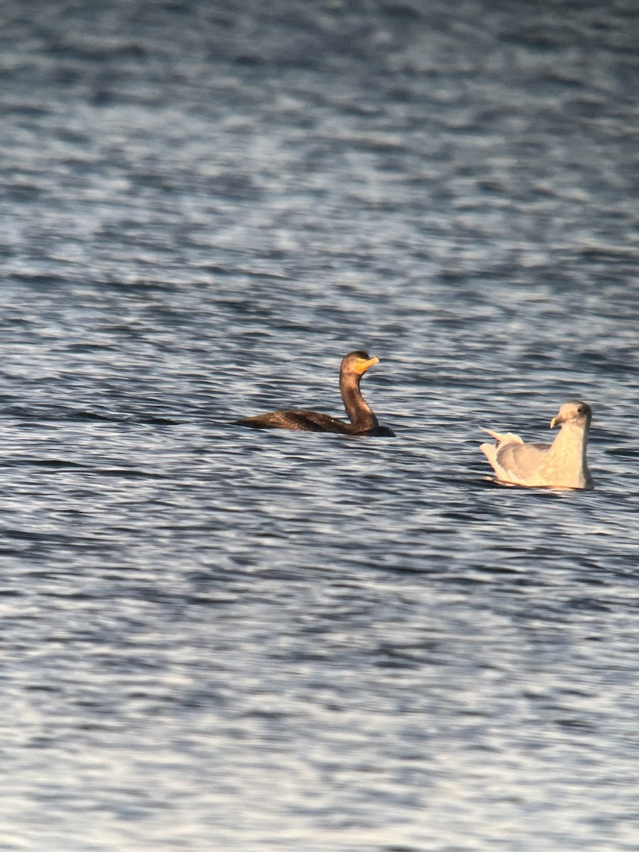 Double-crested Cormorant - ML612922481