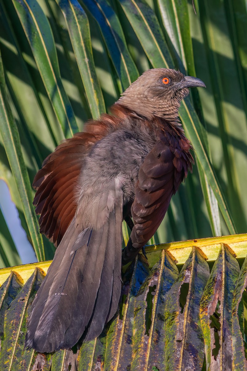 Andaman Coucal - ML612922505