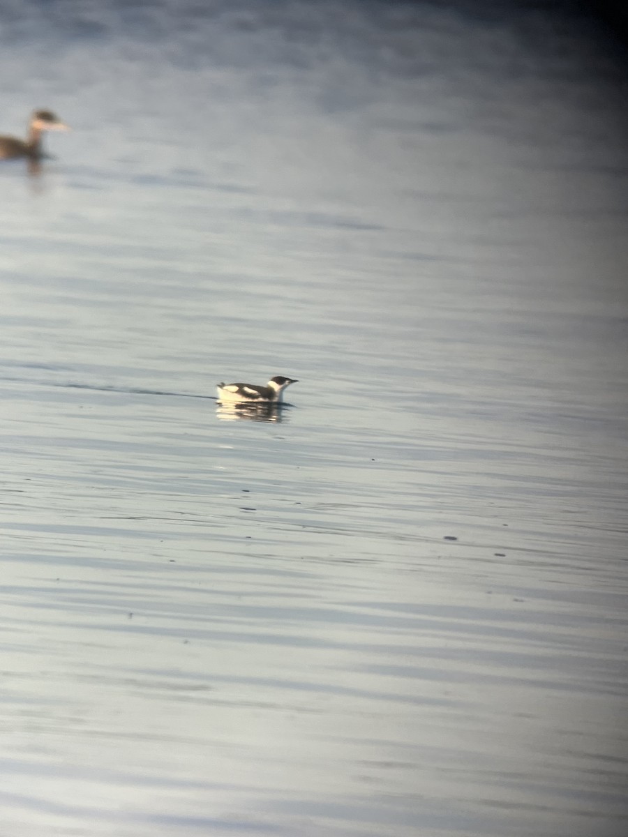 Marbled Murrelet - ML612922547