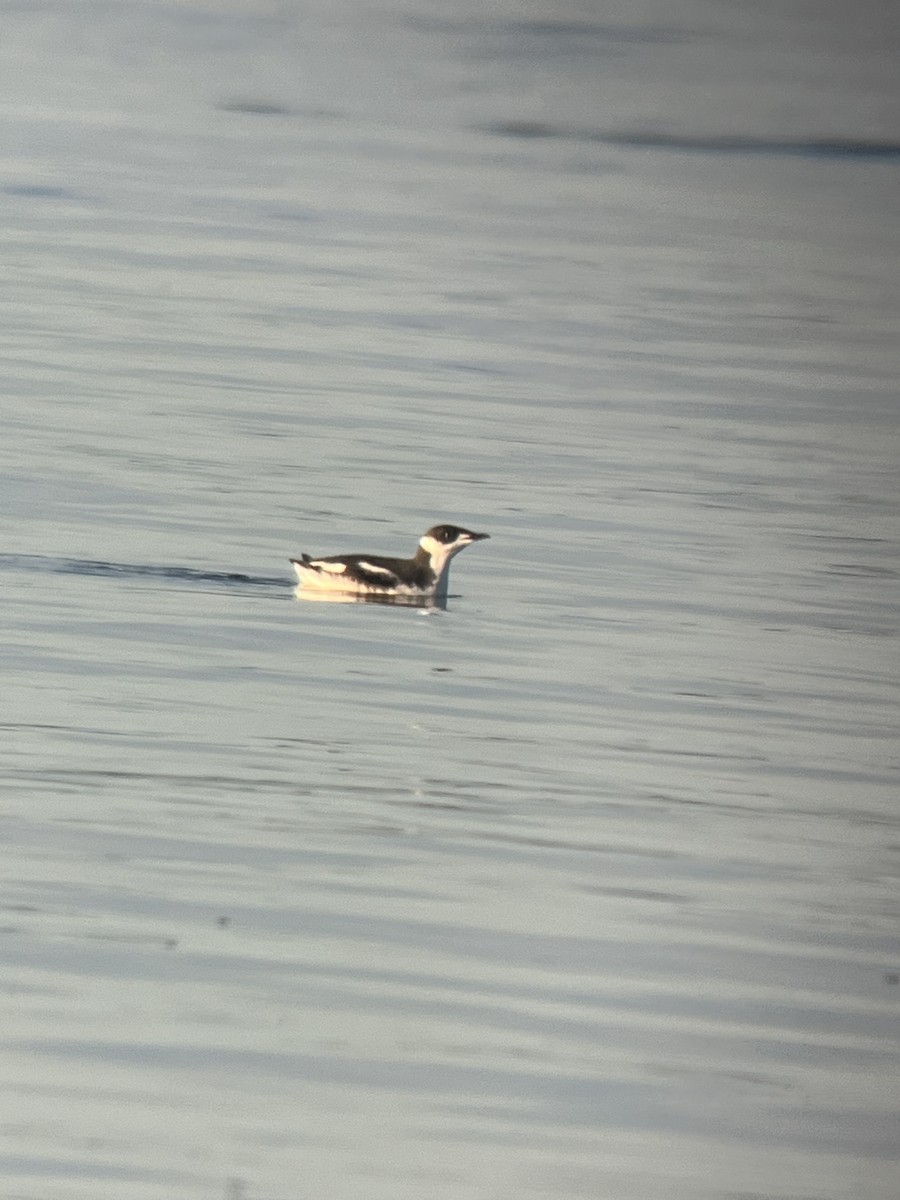 Marbled Murrelet - ML612922548