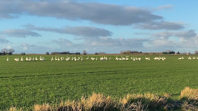 Whooper Swan - ML612922605