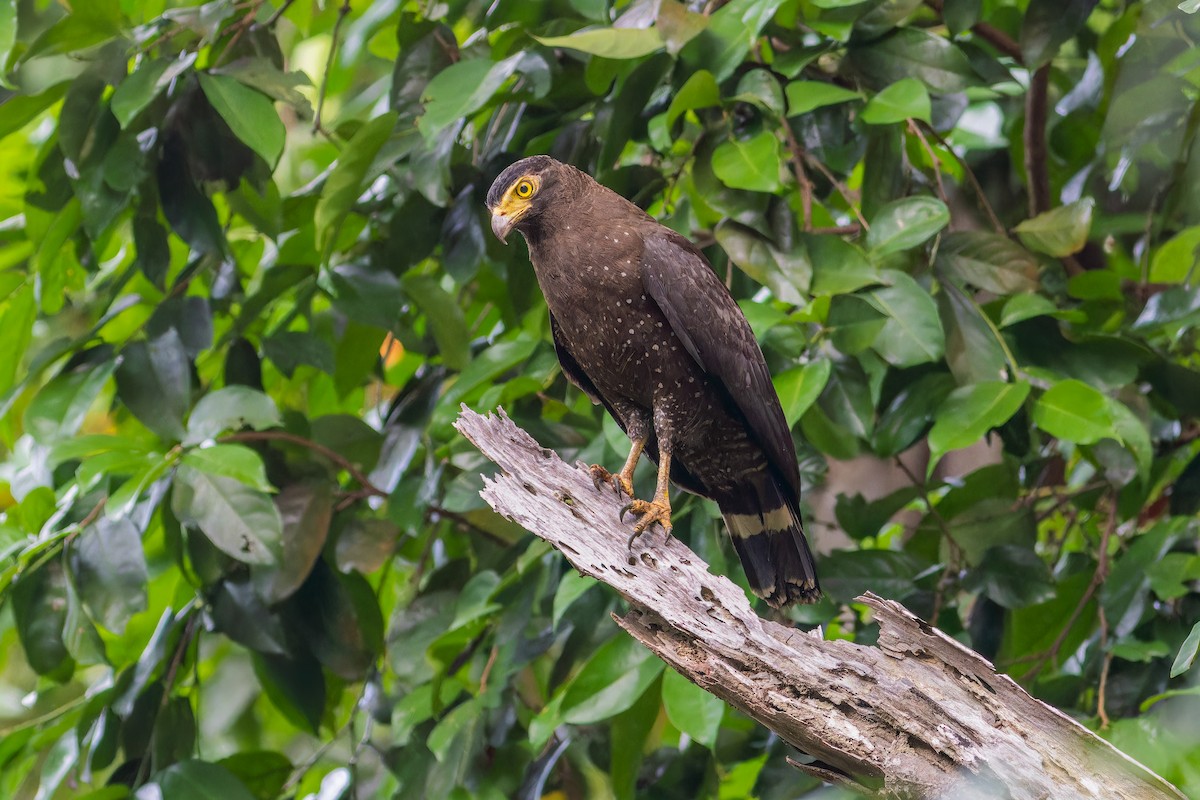 Andaman Serpent-Eagle - ML612922610