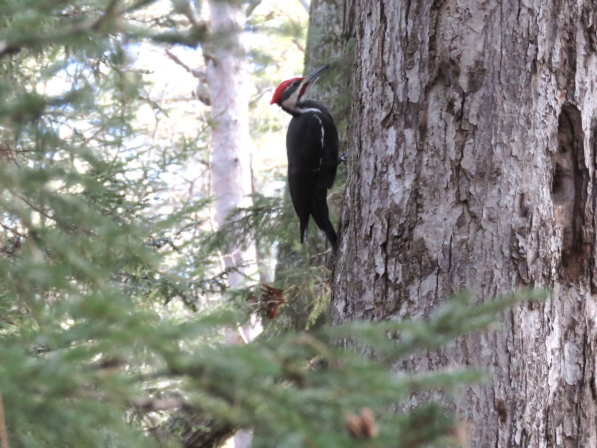 Pileated Woodpecker - Michelle Wainer