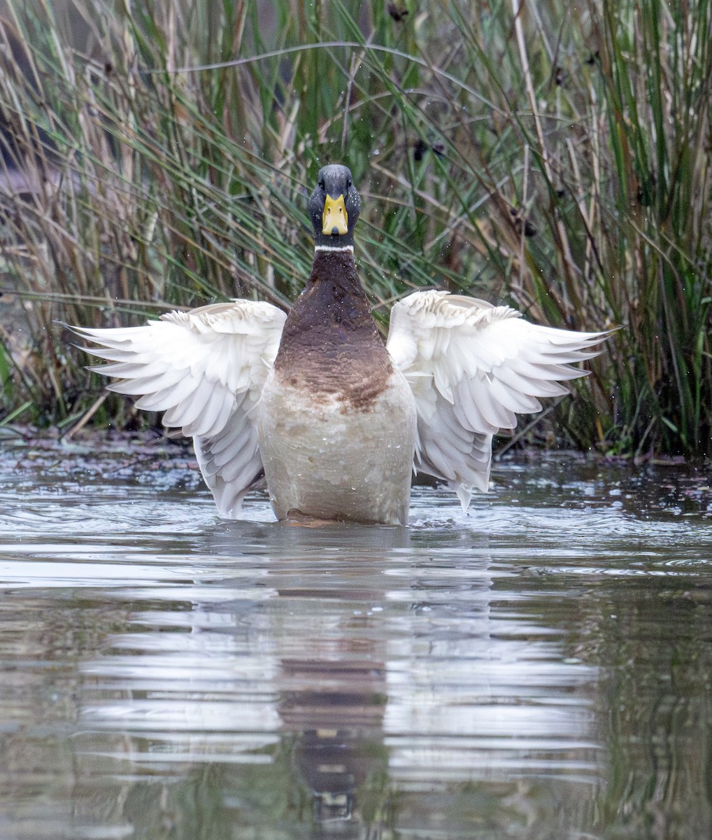 Canard colvert - ML612922682