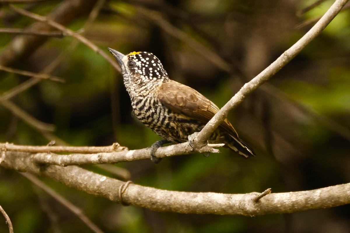 Ecuadorian Piculet - ML612922690