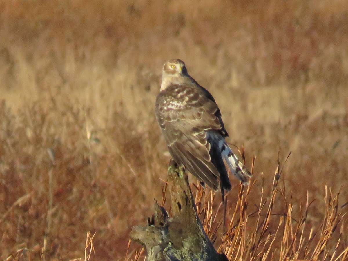 Northern Harrier - ML612922700