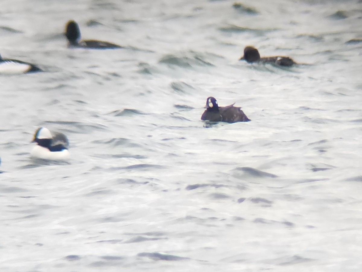 Harlequin Duck - ML612922707