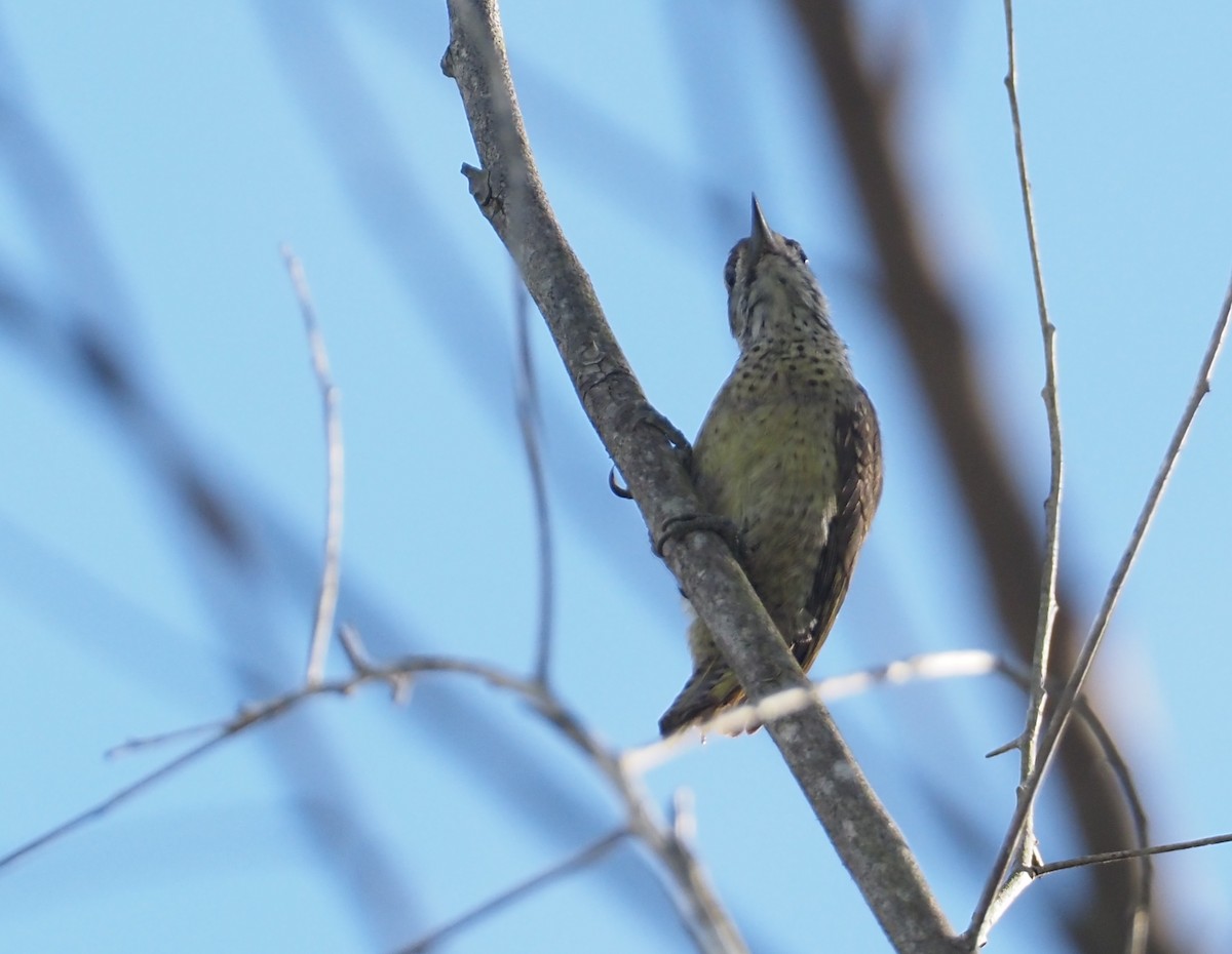 Speckle-breasted Woodpecker - Stephan Lorenz