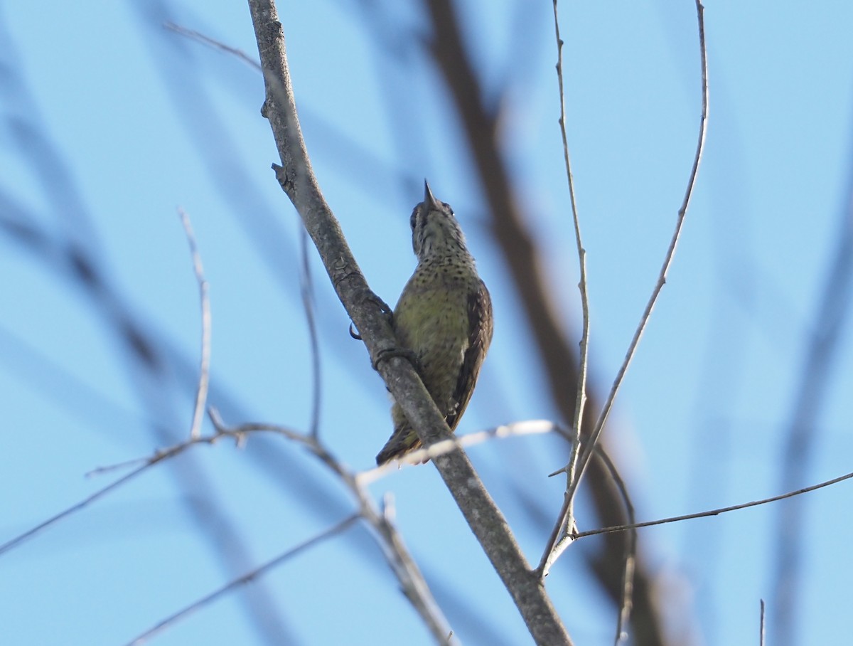 Speckle-breasted Woodpecker - Stephan Lorenz