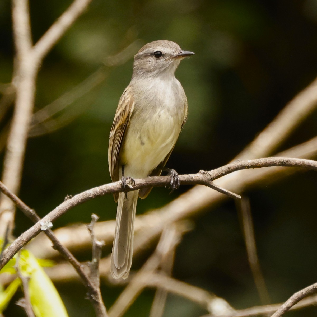 Marañon Tyrannulet - John Mills