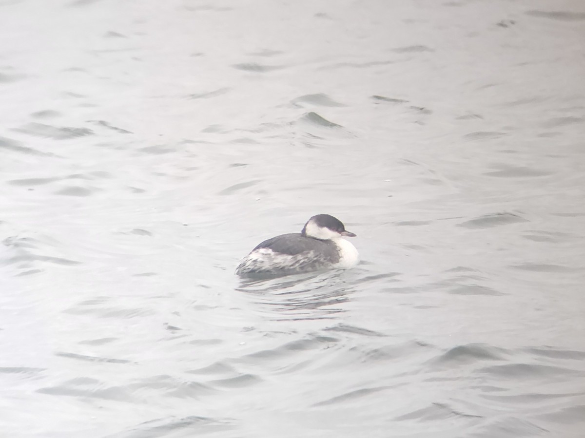 Horned Grebe - Tom Kerr