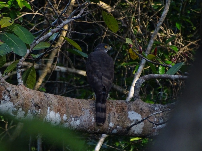 Crested Goshawk - ML612922750