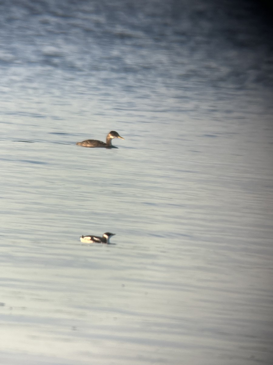 Red-necked Grebe - ML612922830