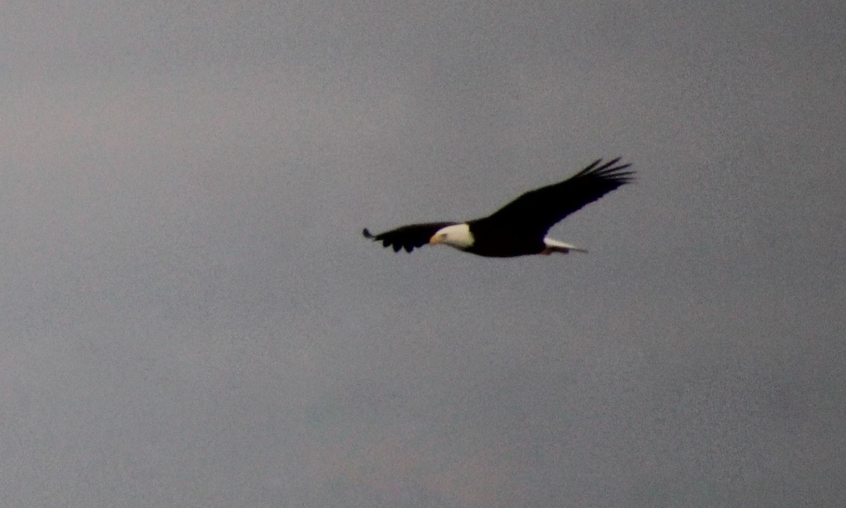 Bald Eagle - ML612922839