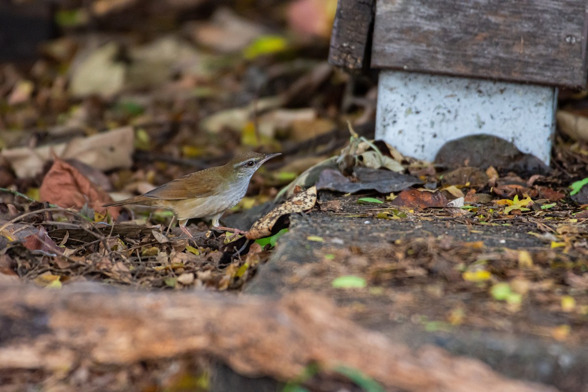 Gray's Grasshopper Warbler - Isolith Huang