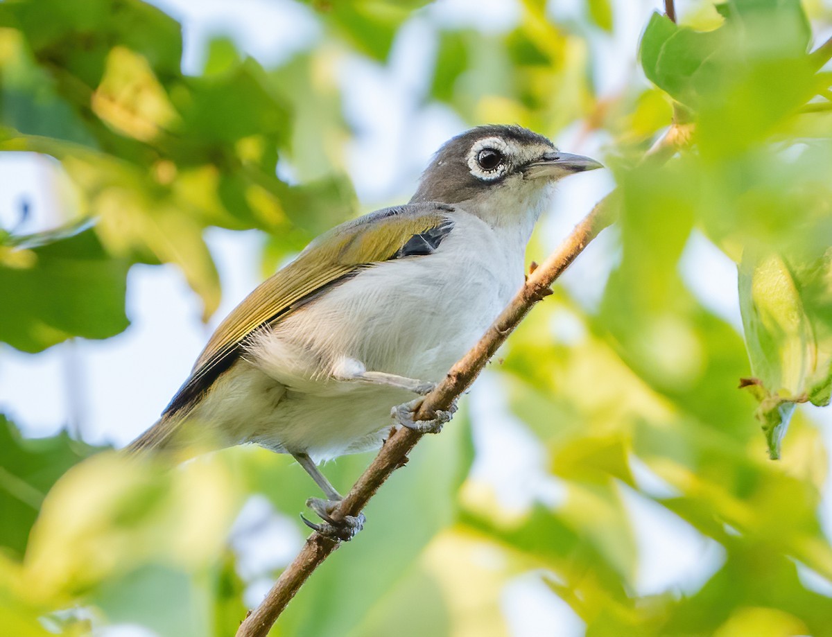 Morotai White-eye - ML612923011