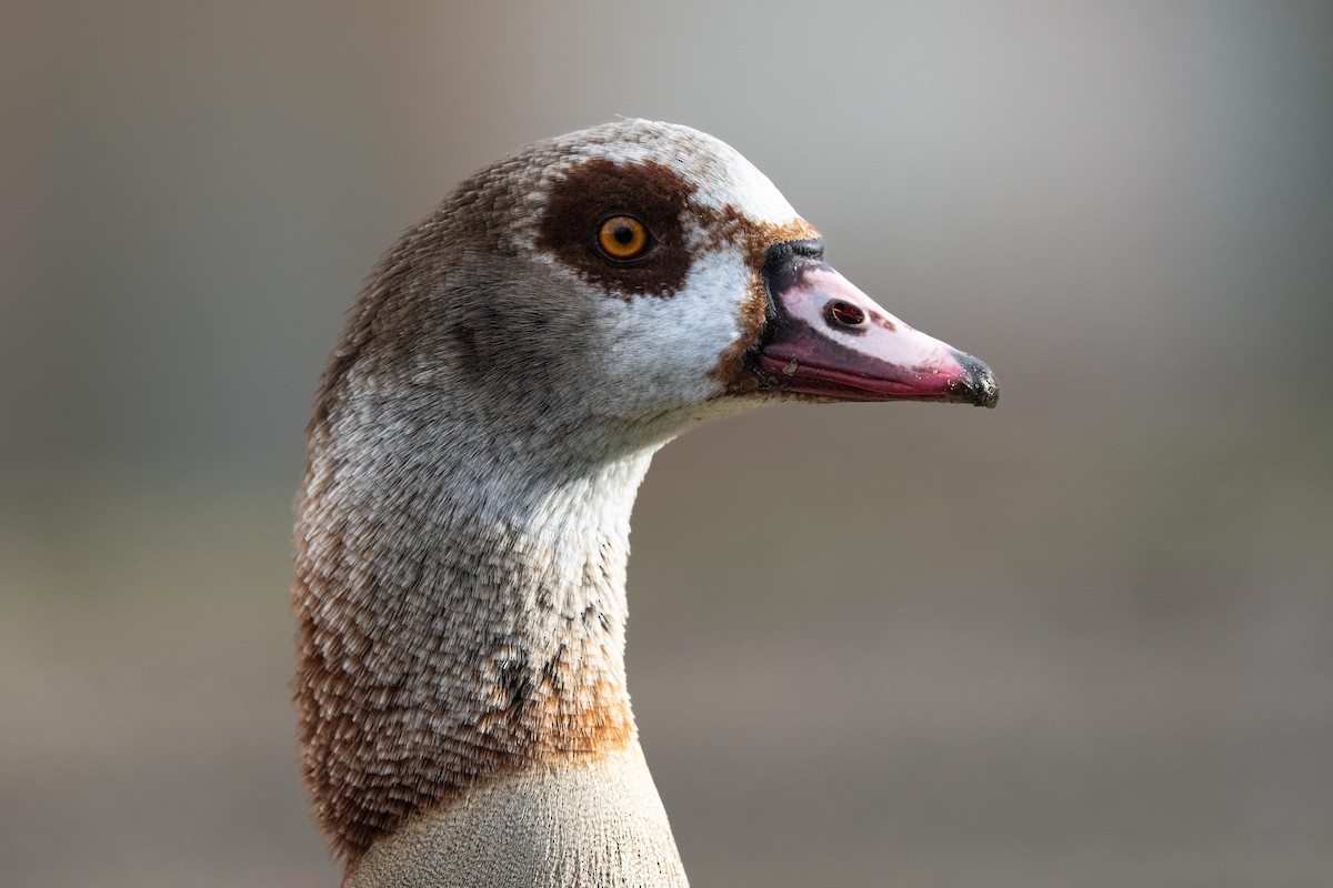 Egyptian Goose - Holger Schneider