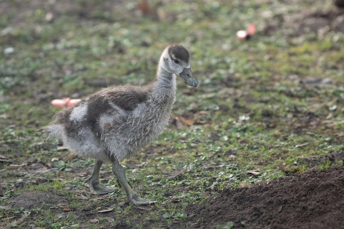 Egyptian Goose - ML612923040