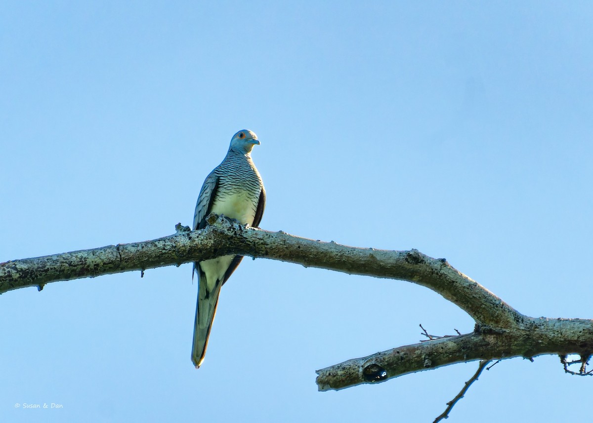 Barred Dove - ML612923059