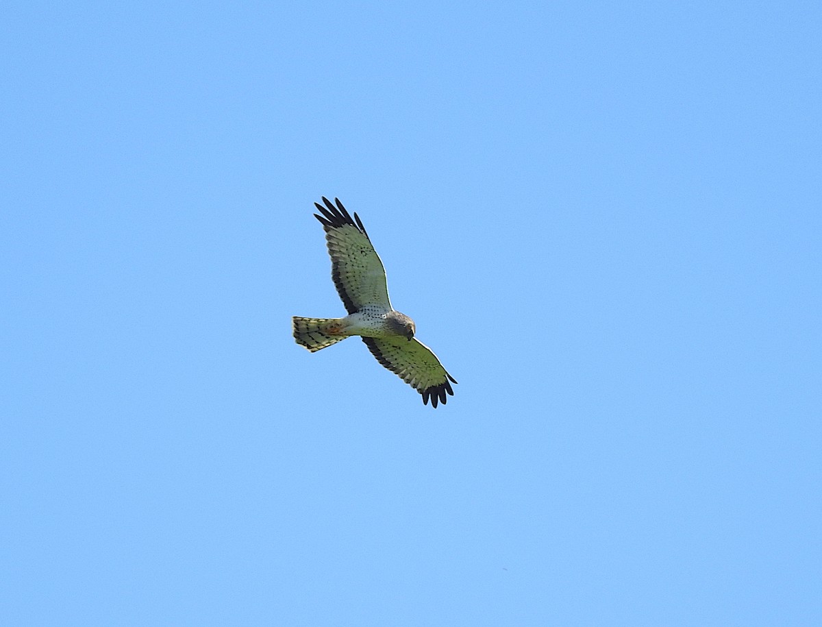 Northern Harrier - ML612923080