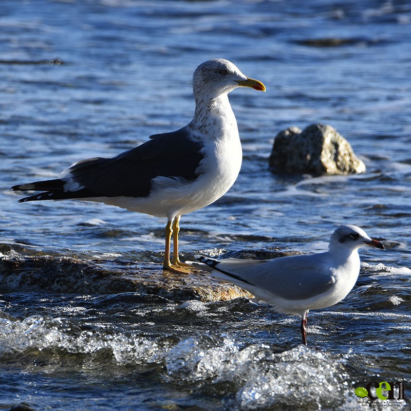 Lesser Black-backed Gull - ML612923101