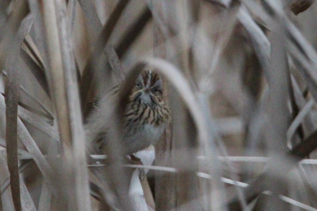 Lincoln's Sparrow - ML612923115