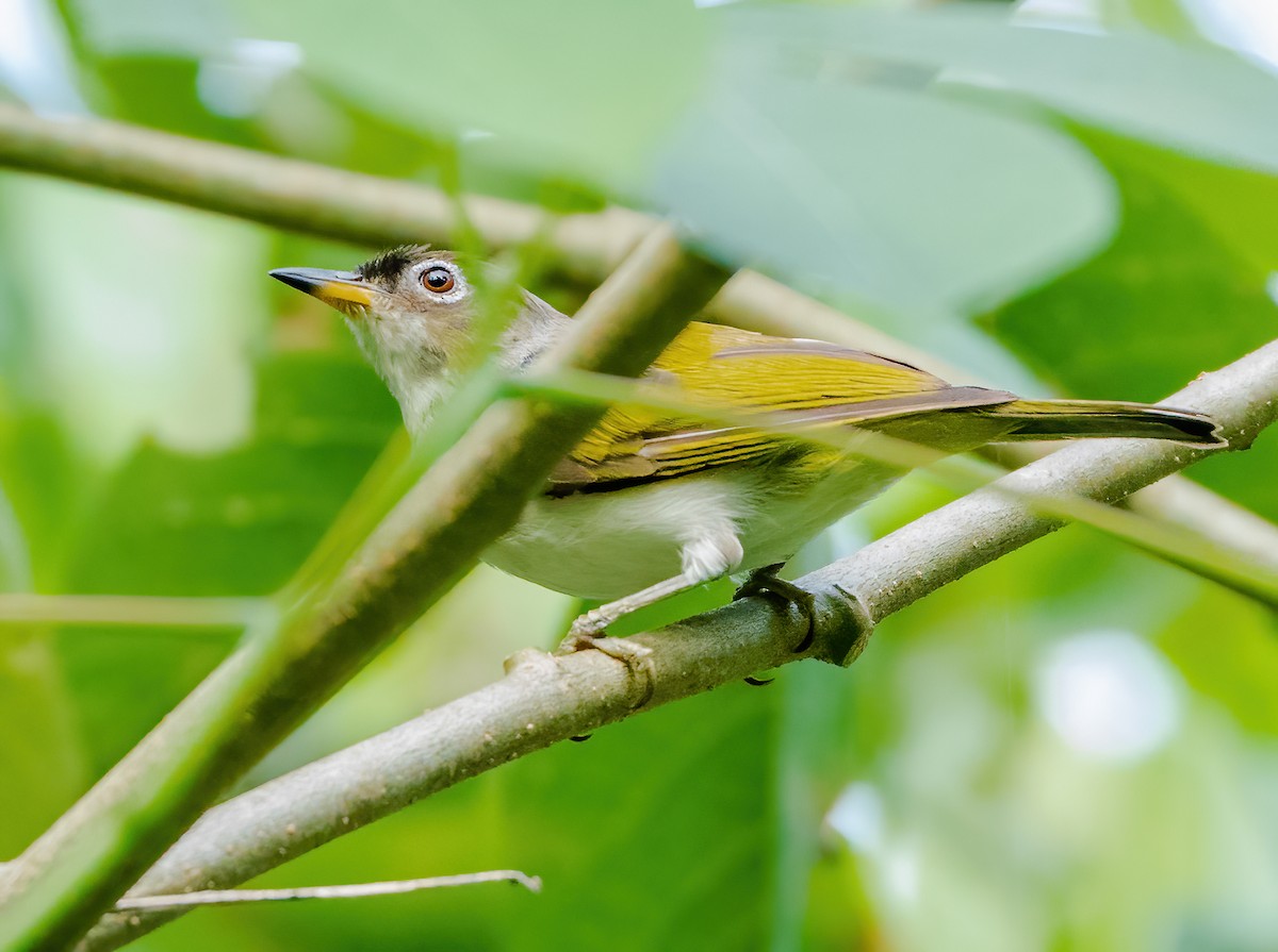 Cream-throated White-eye (Bacan) - Wilbur Goh