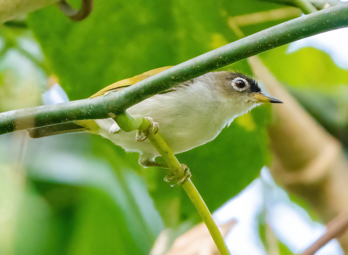 Cream-throated White-eye (Bacan) - ML612923123