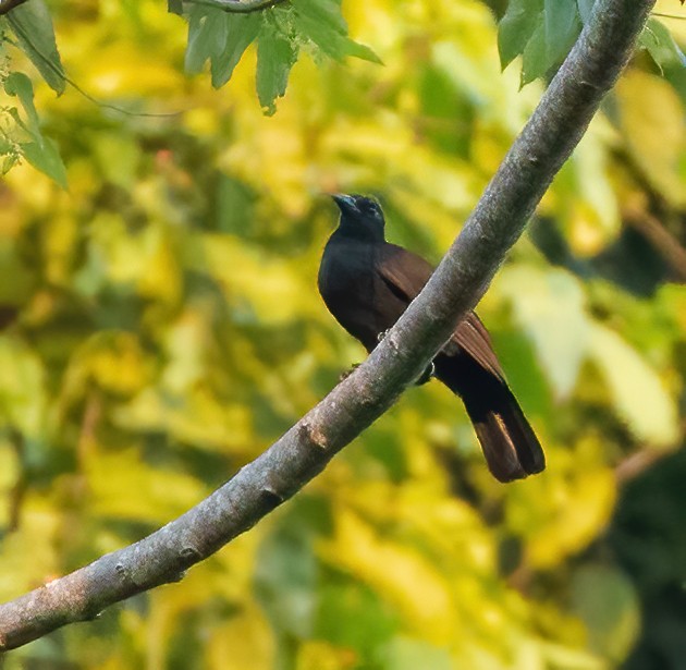 Obi Paradise-crow - Wilbur Goh