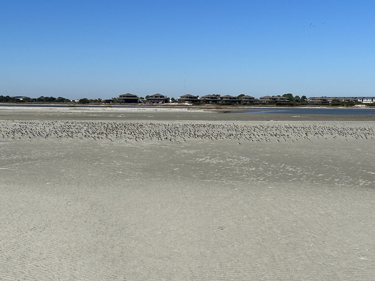 Semipalmated Plover - David Dobson