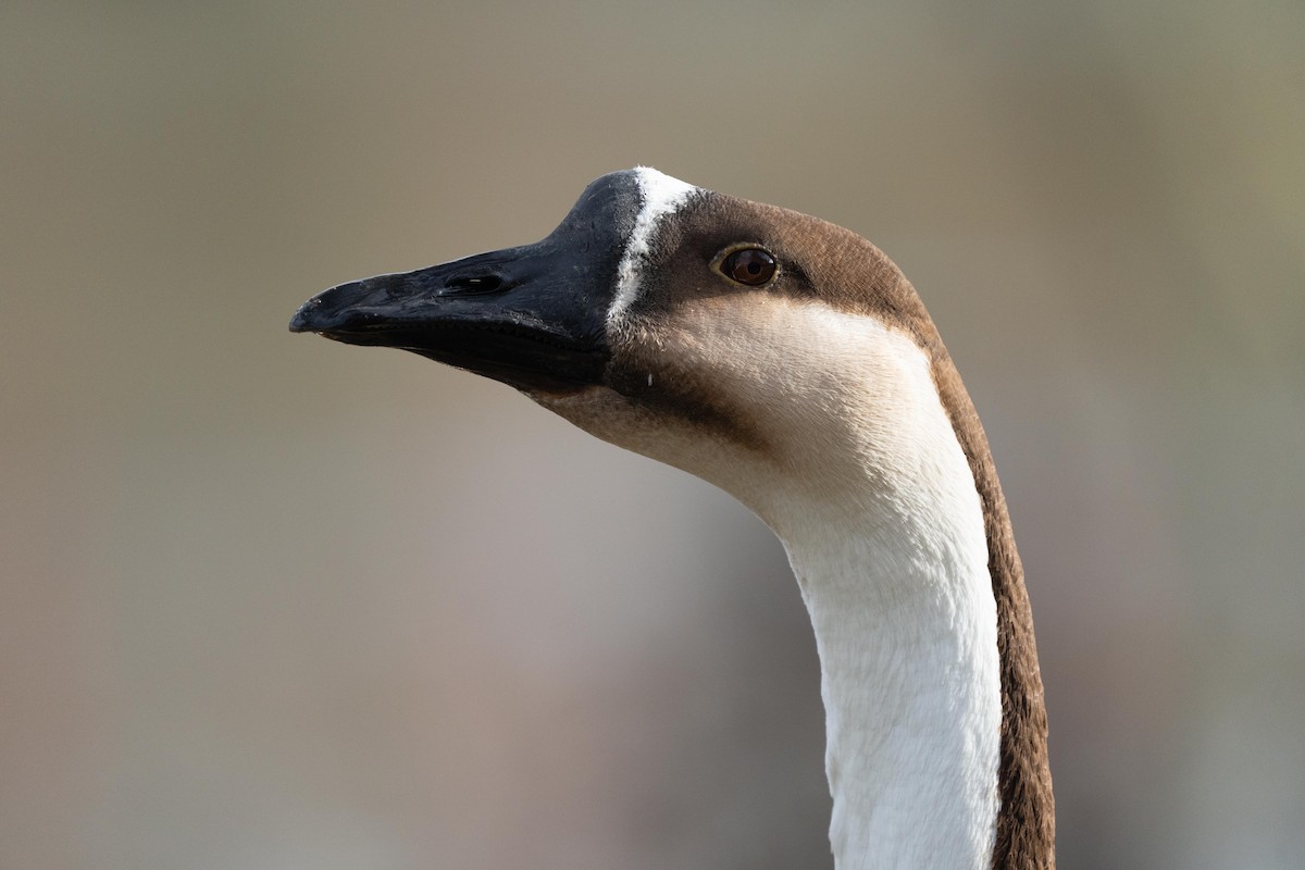 Swan Goose (Domestic type) - ML612923201