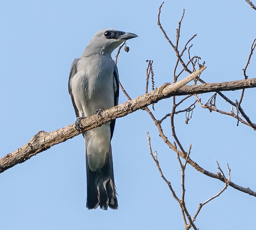 White-bellied Cuckooshrike - ML612923209