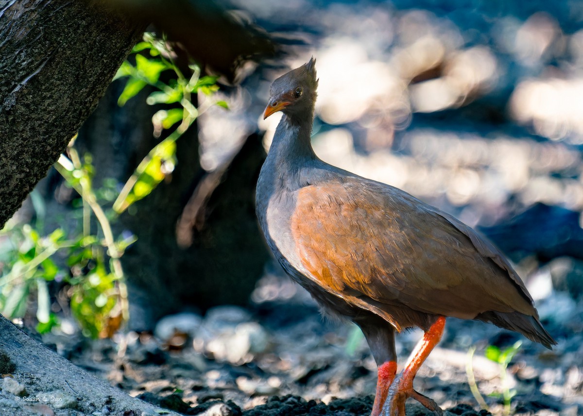 Orange-footed Megapode - ML612923232