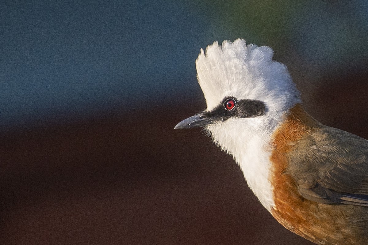 White-crested Laughingthrush - ML612923315