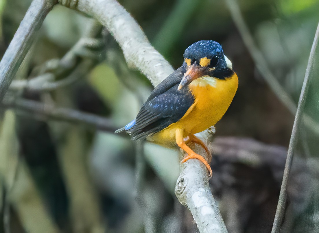 Martin-pêcheur gracieux (uropygialis) - ML612923316