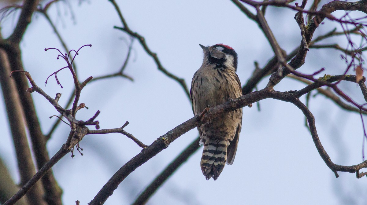 Lesser Spotted Woodpecker - Mészáros József