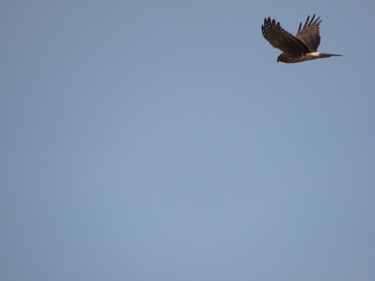 Northern Harrier - ML612923366