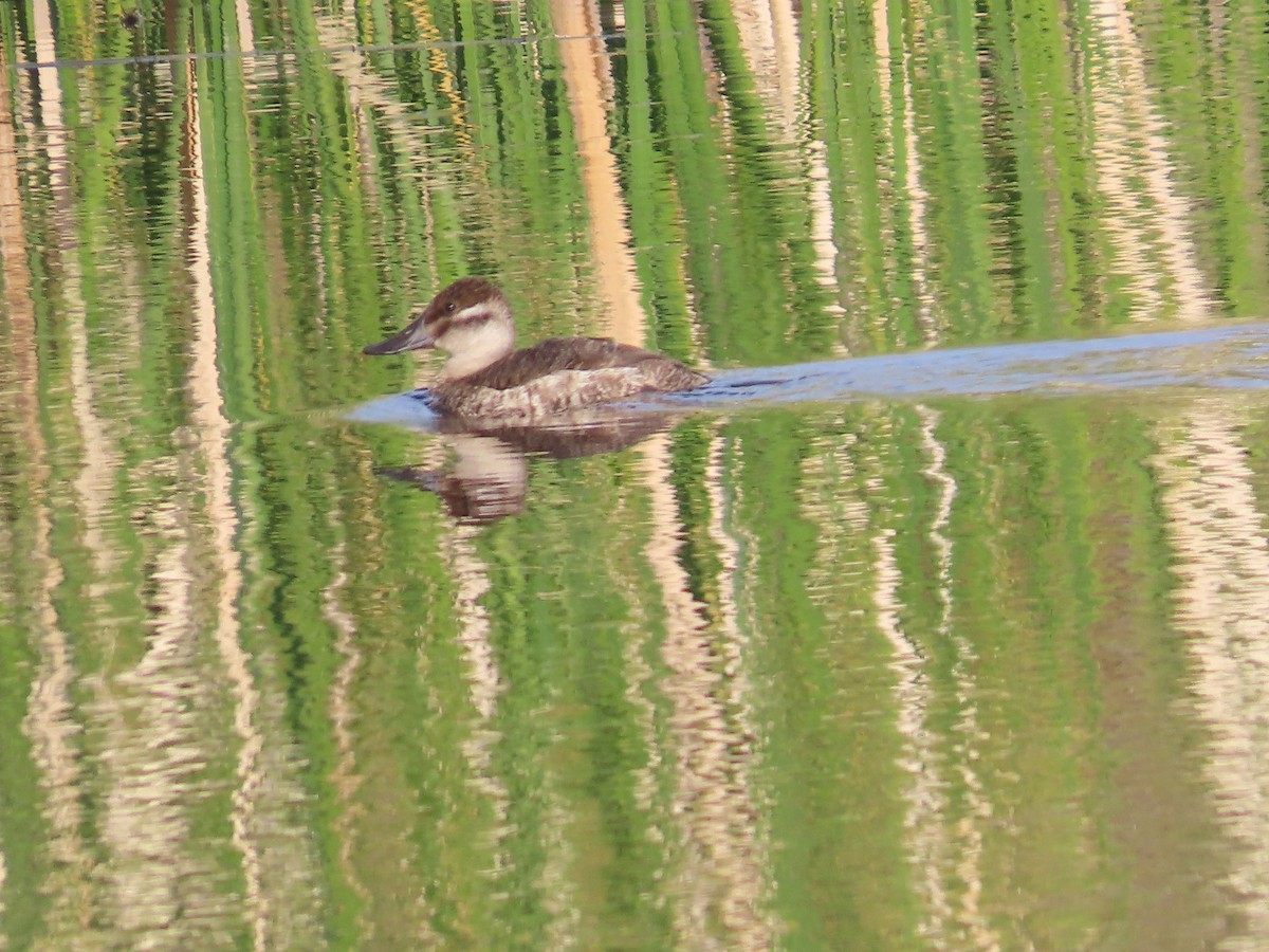 Ruddy Duck - ML612923385