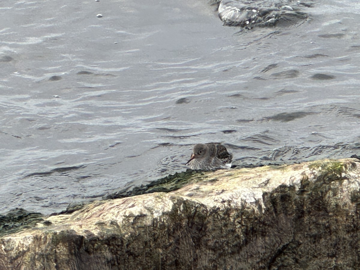 Purple Sandpiper - Jamie Krupka