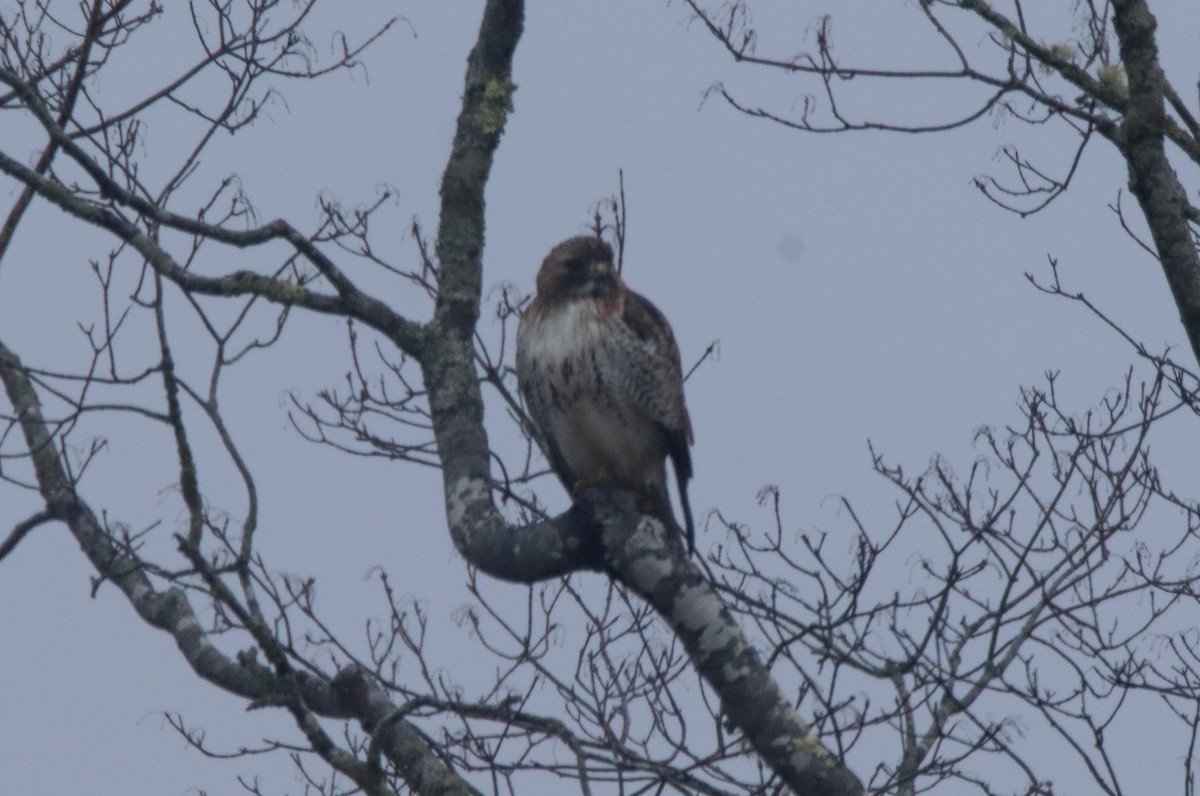 Red-tailed Hawk - ML612923441